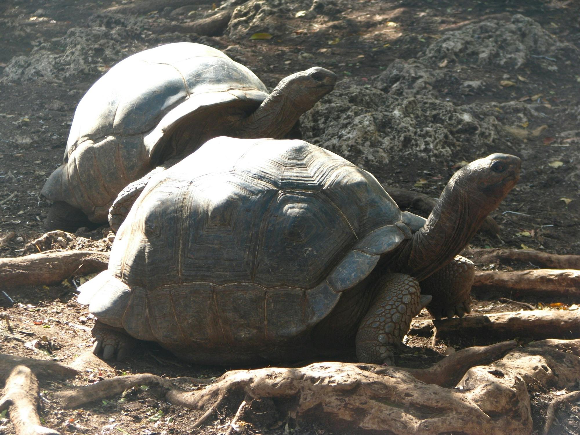 Zanzibar Spice farm and Prison Island private tour