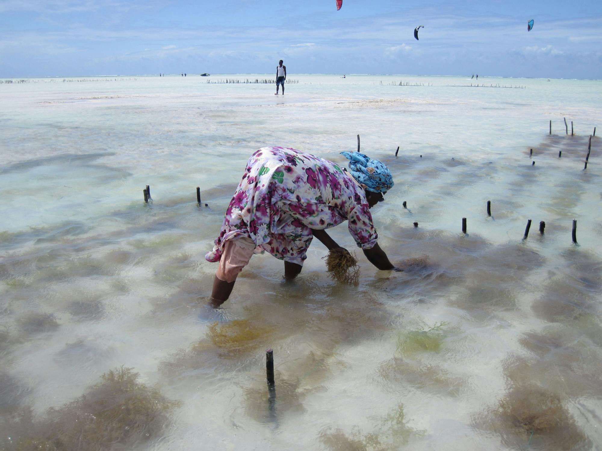 Zanzibar culture and traditions tour with seaweed centre visit