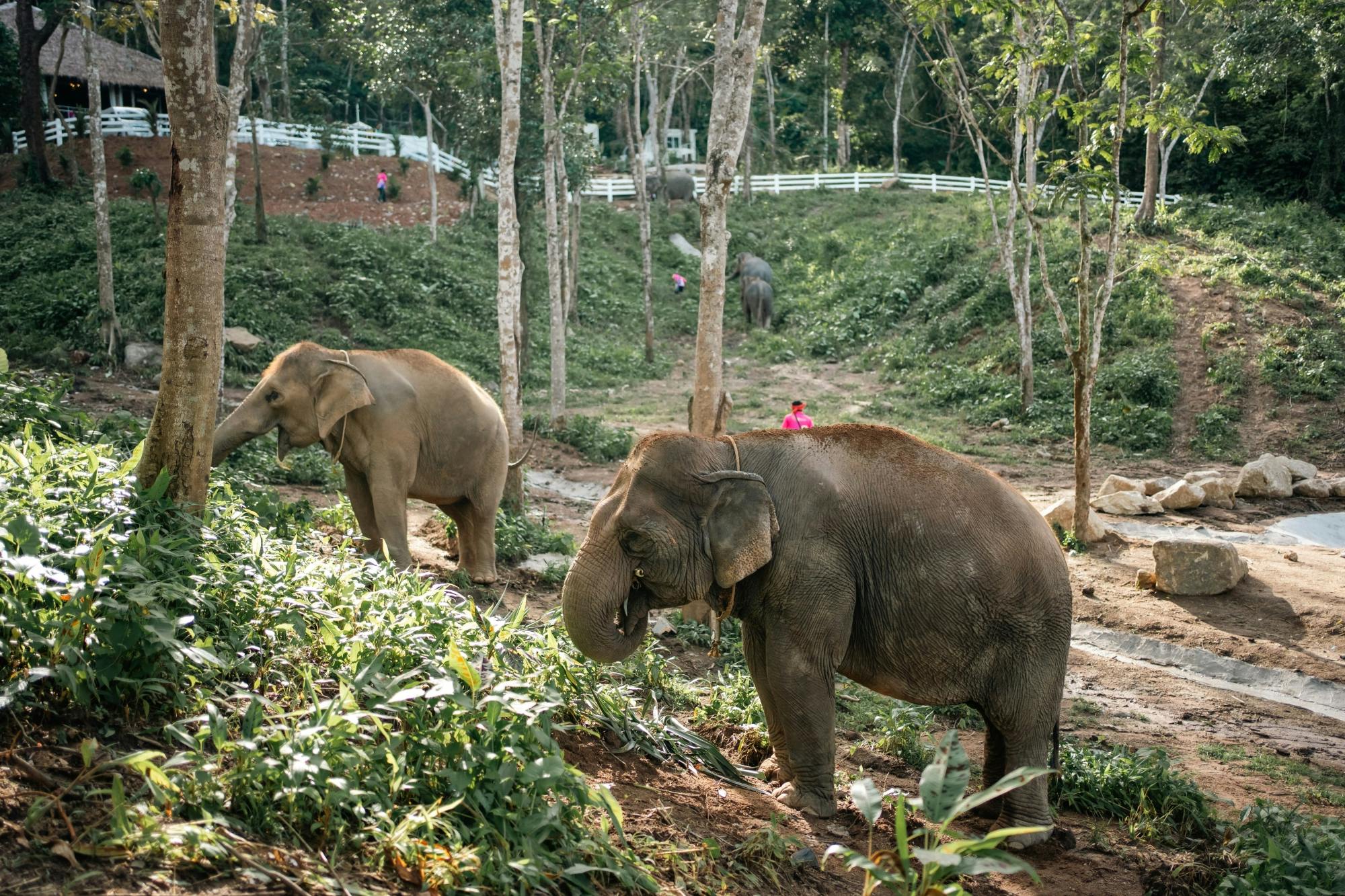 Phuket half-day elephant conservation and feeding experience