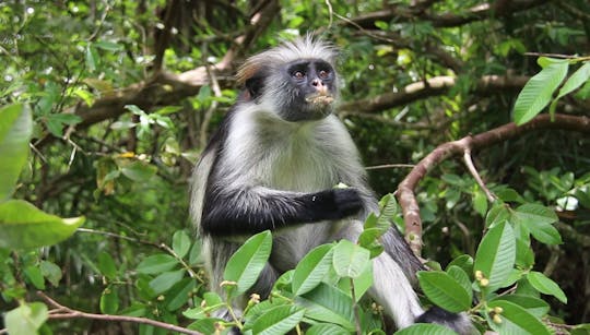 Zanzibar Jozani Forest, cave and village adventure private tour