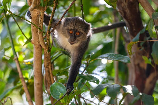 Zanzibar Jozani Chwaka Bay National Park private tour