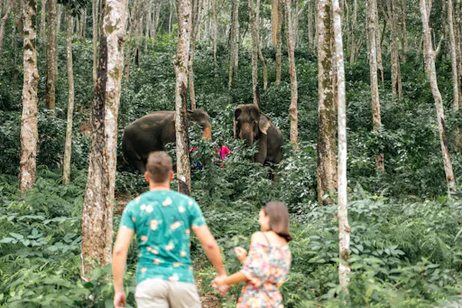 Phuket half-day elephant conservation and feeding experience