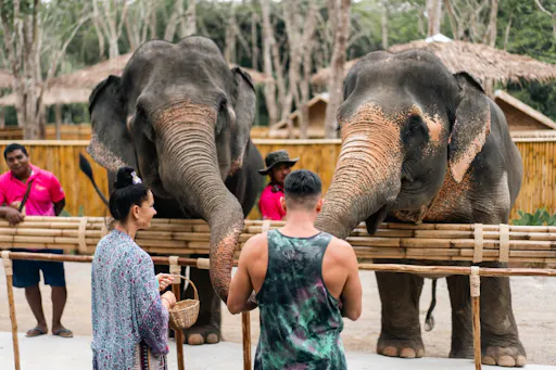 Phuket half-day elephant conservation and feeding experience