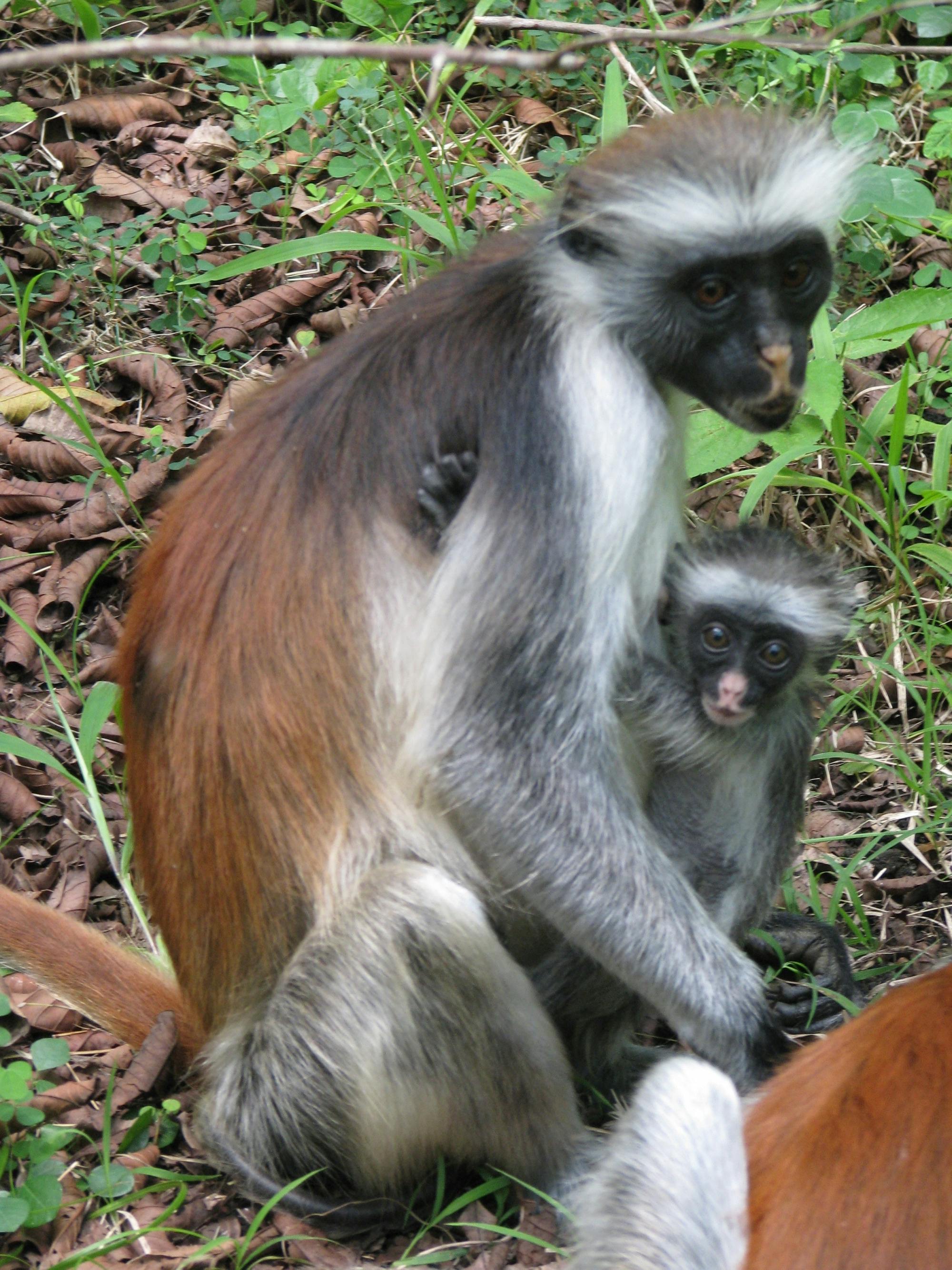 Zanzibar Uzi Island and Jozani Forest private tour