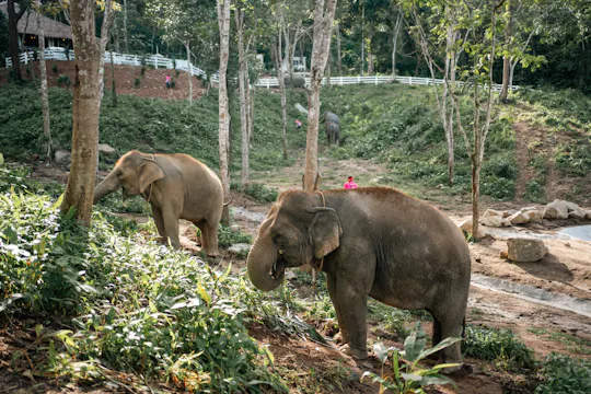 Halbtägiges Elefantenschutz- und Fütterungserlebnis auf Phuket