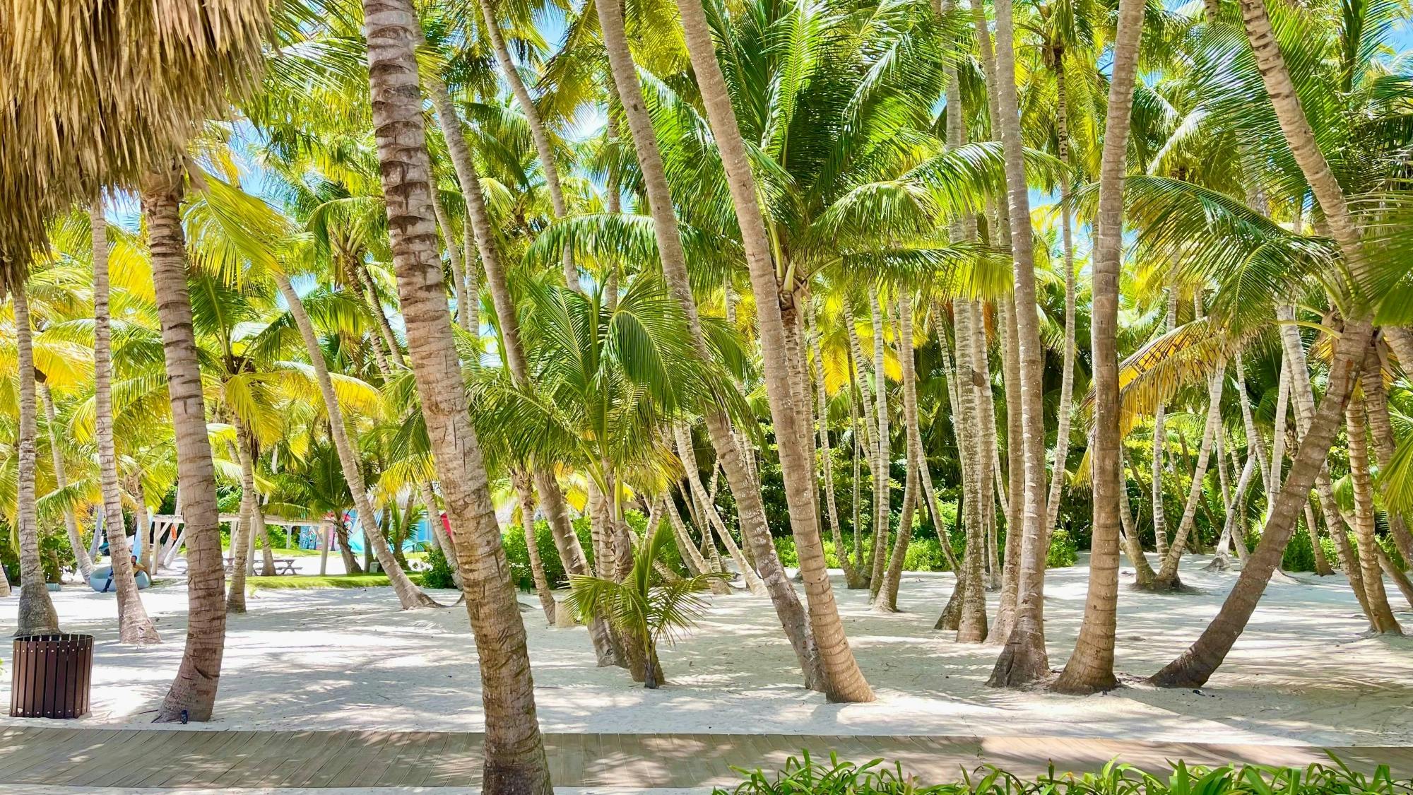 4x4 adventure - Art & Forest Way Half Day plus Playa Blanca beach club