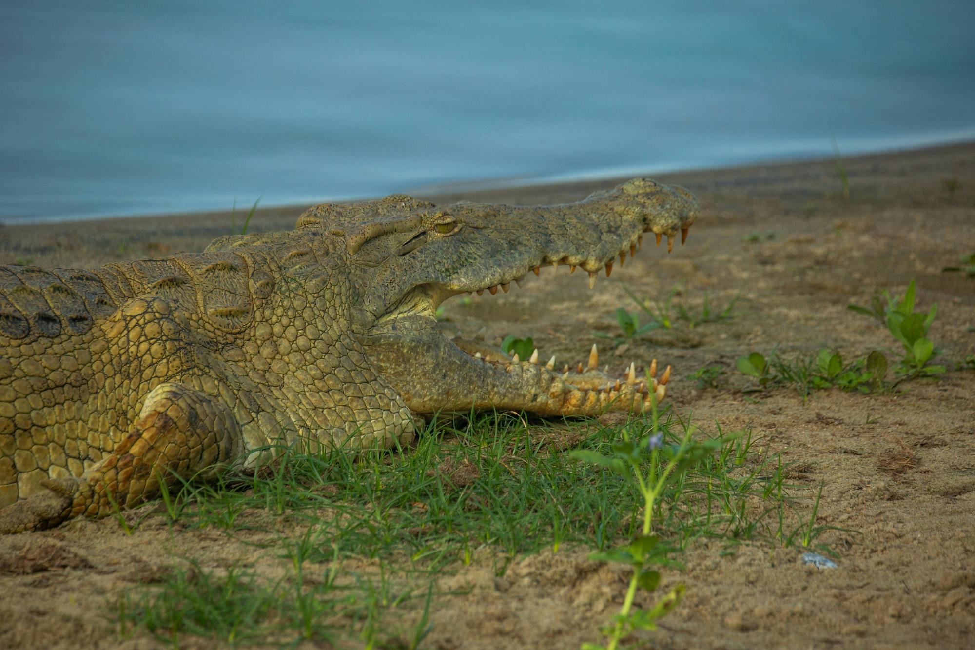 Safari de 3 dias no Parque Nacional Nyerere com voo a partir de Zanzibar