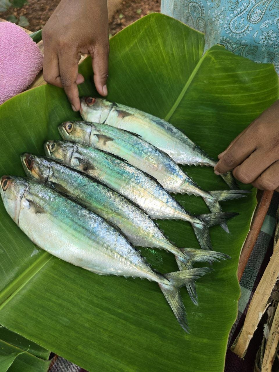 Authentic Goan Saraswat cooking experience on a local spice farm