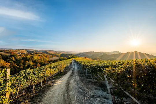 Langhe's wine tour with Nebbiolo, Barbaresco, and Barolo tasting