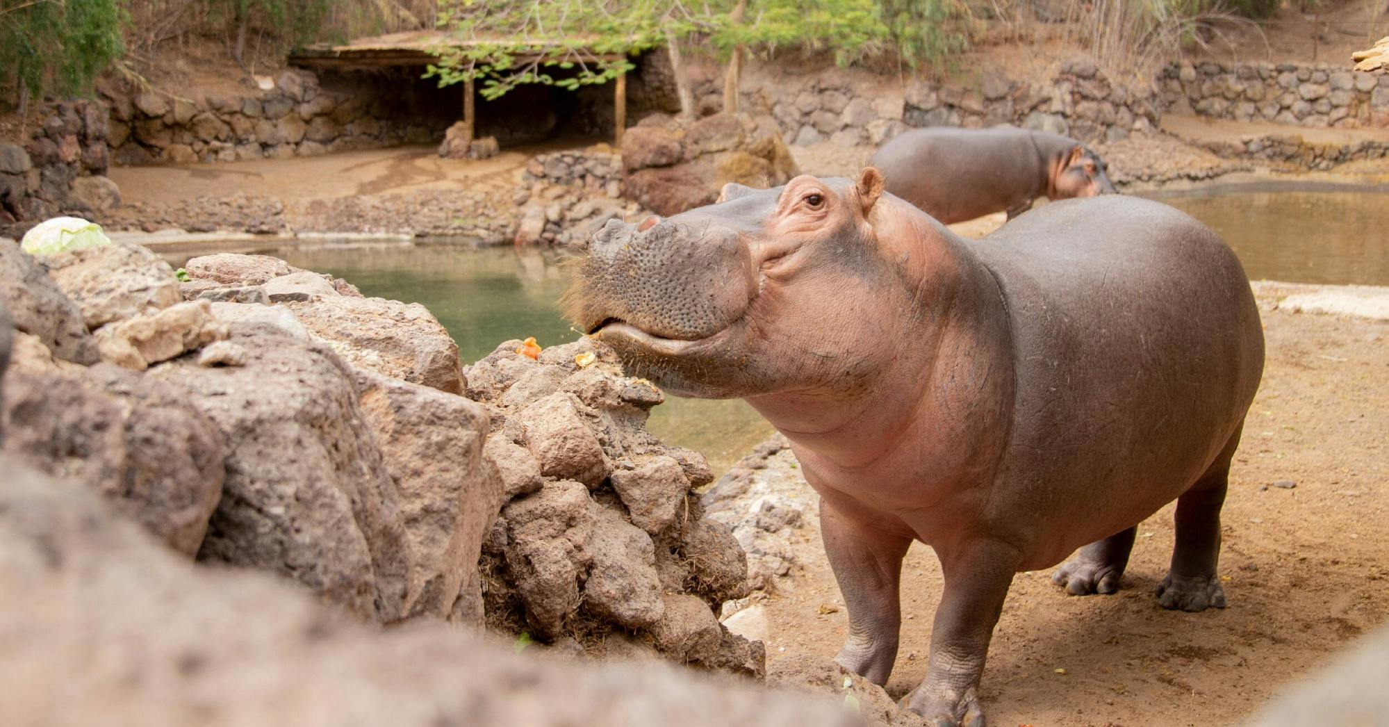 Oasis Wildlife Fuerteventura Ticket