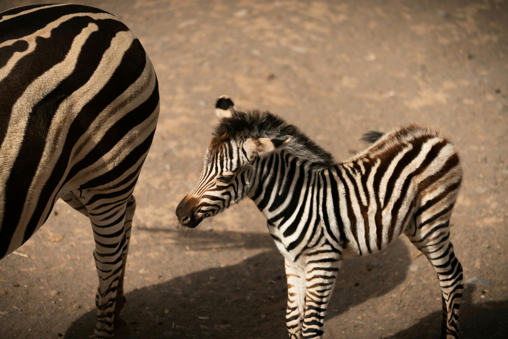 Oasis Wildlife Fuerteventura Ticket