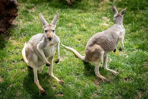 Oasis Wildlife Fuerteventura Ticket