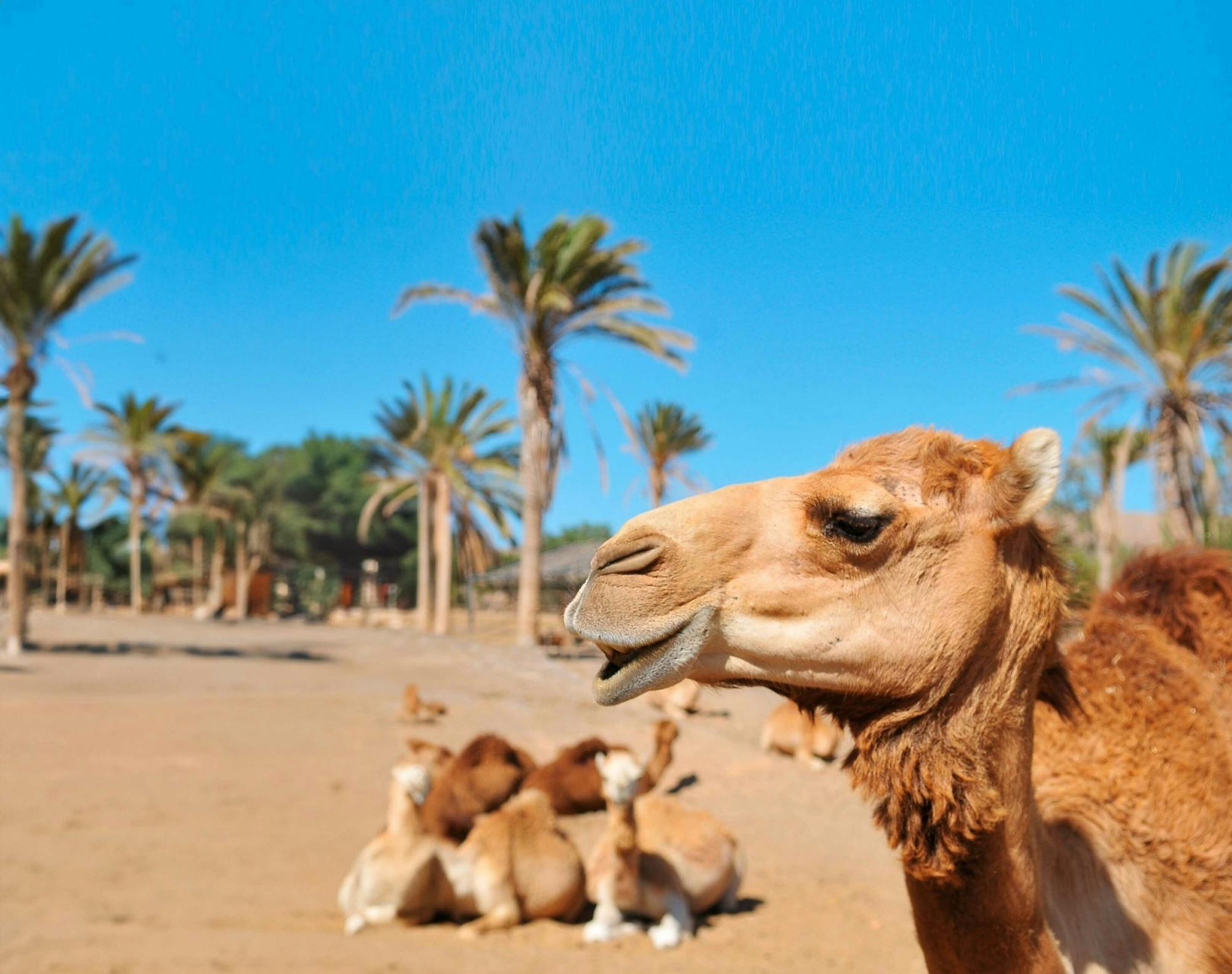 Oasis Wildlife Fuerteventura Ticket