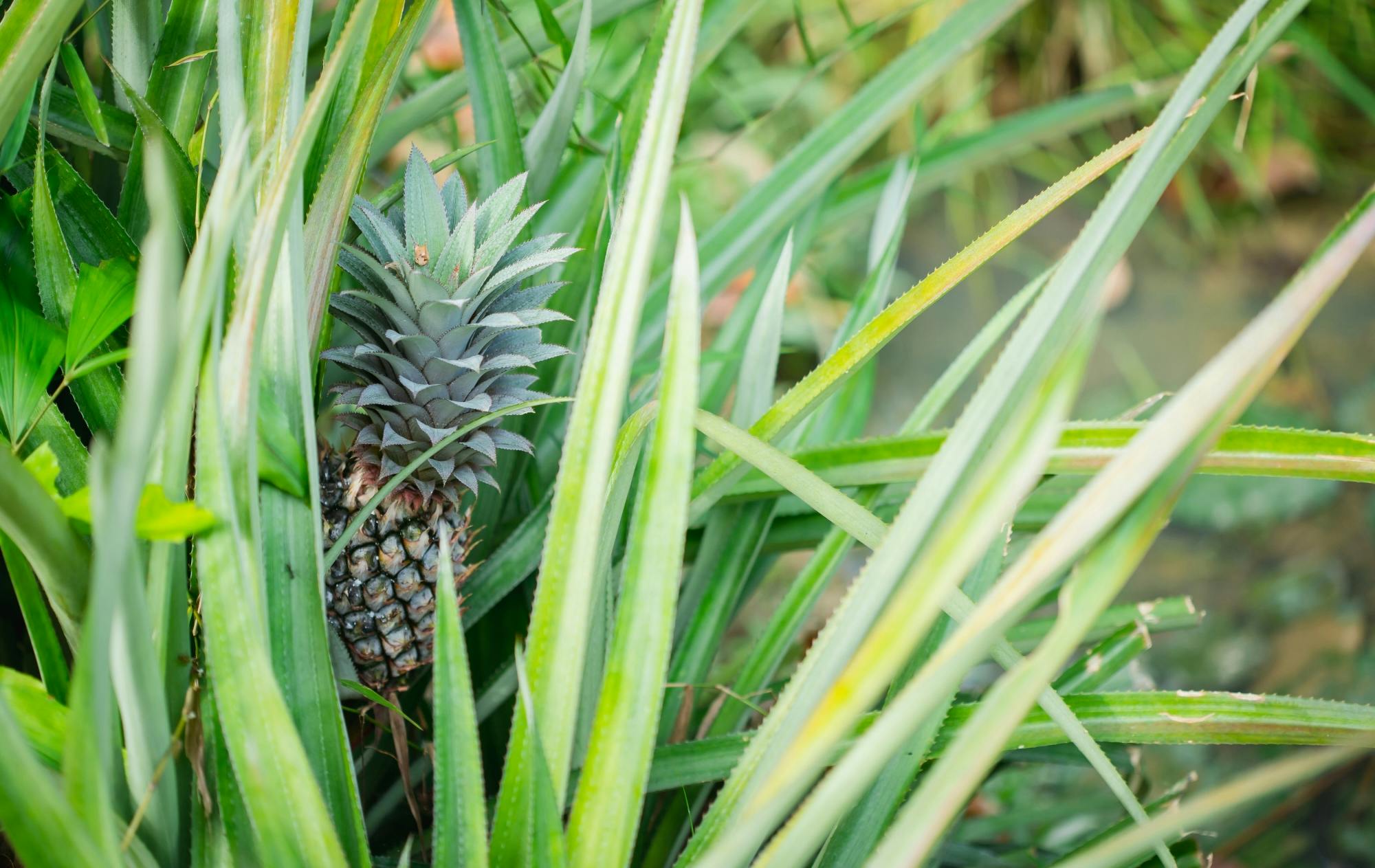 Half day countryside cycling from Phuket