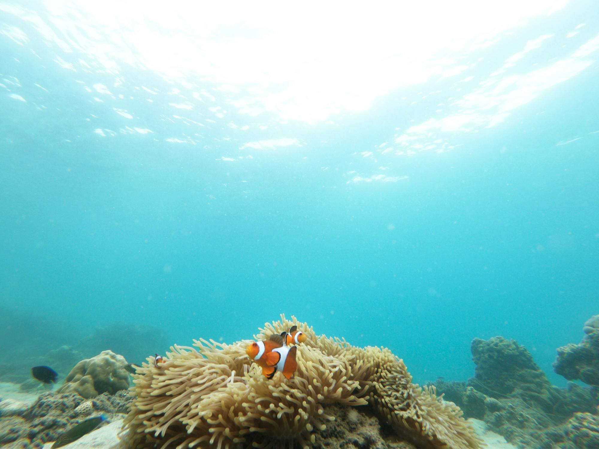 Full-day Similan Island adventure by catamaran from Phuket or Khao Lak