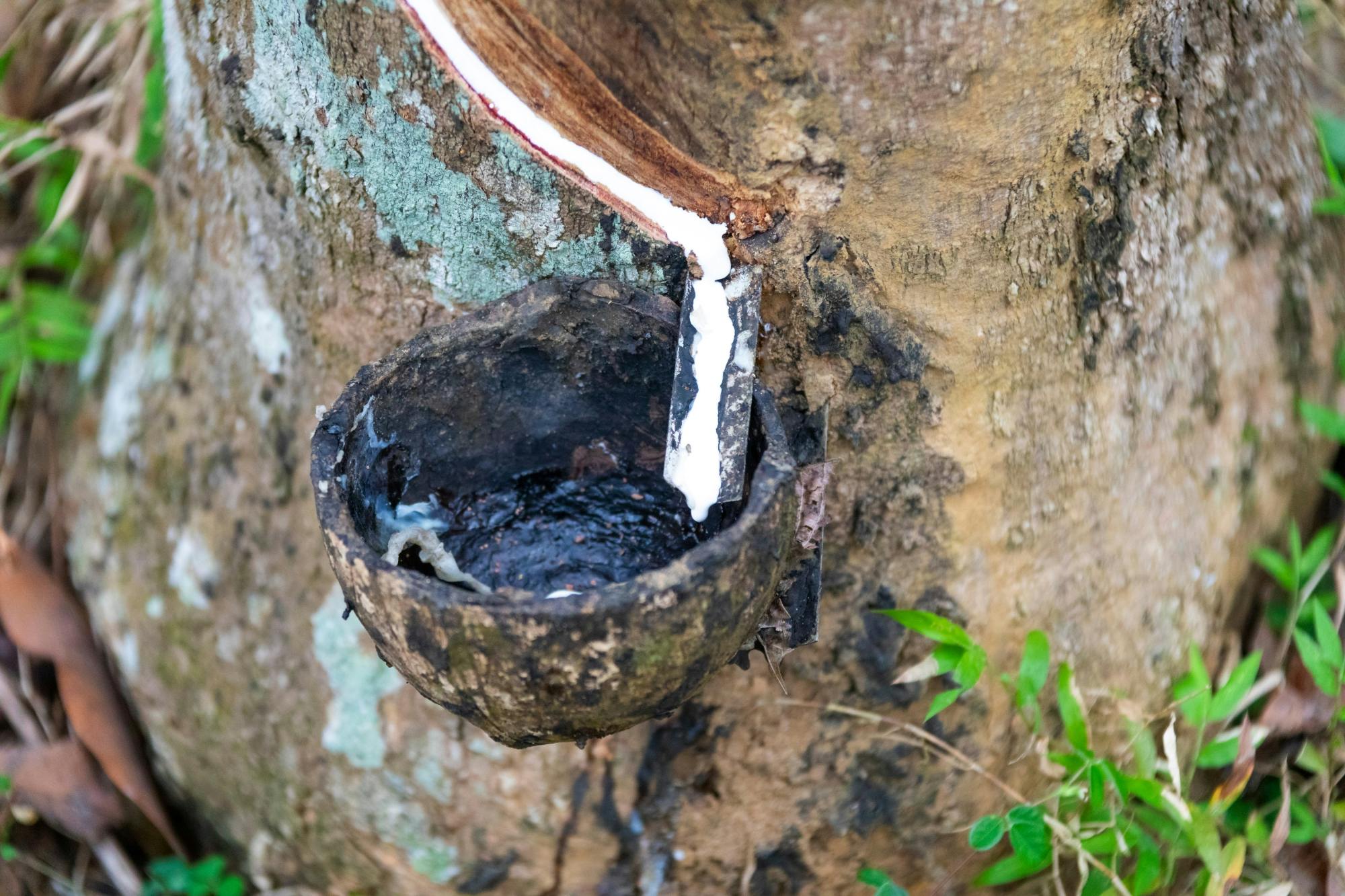 Half day countryside cycling from Phuket