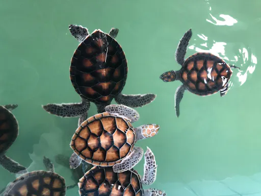 Full-day Khao Sok adventure tour from Khao Lak with raft ride