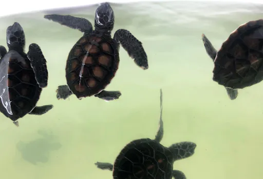 Full-day Khao Sok adventure tour from Khao Lak with raft ride