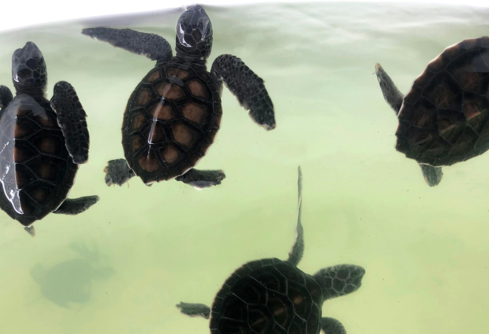 Full-day Khao Sok adventure tour from Khao Lak with raft ride