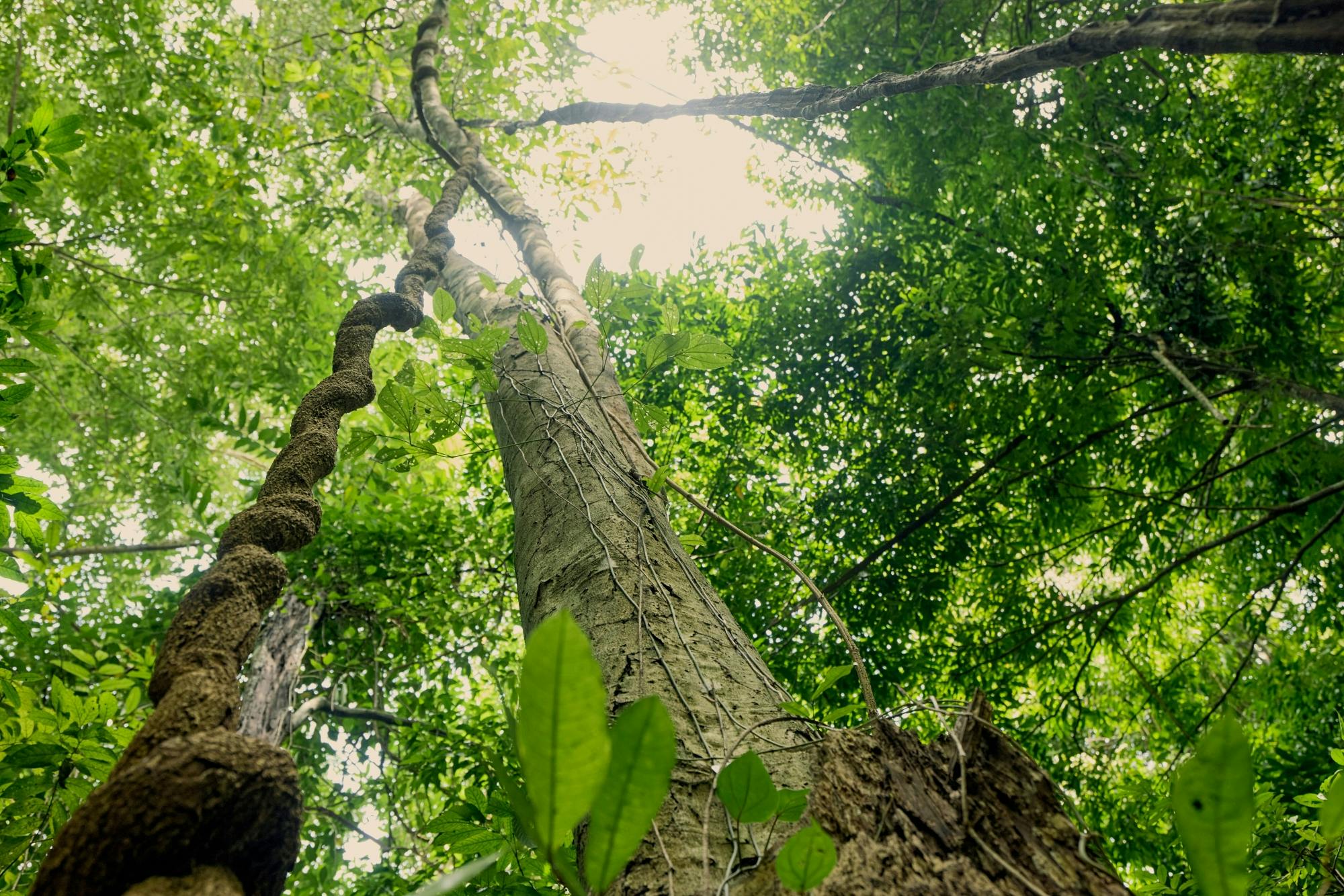 Ton Phrai Waterfall and Samet Nangshi Skywalk tour from Khao Lak