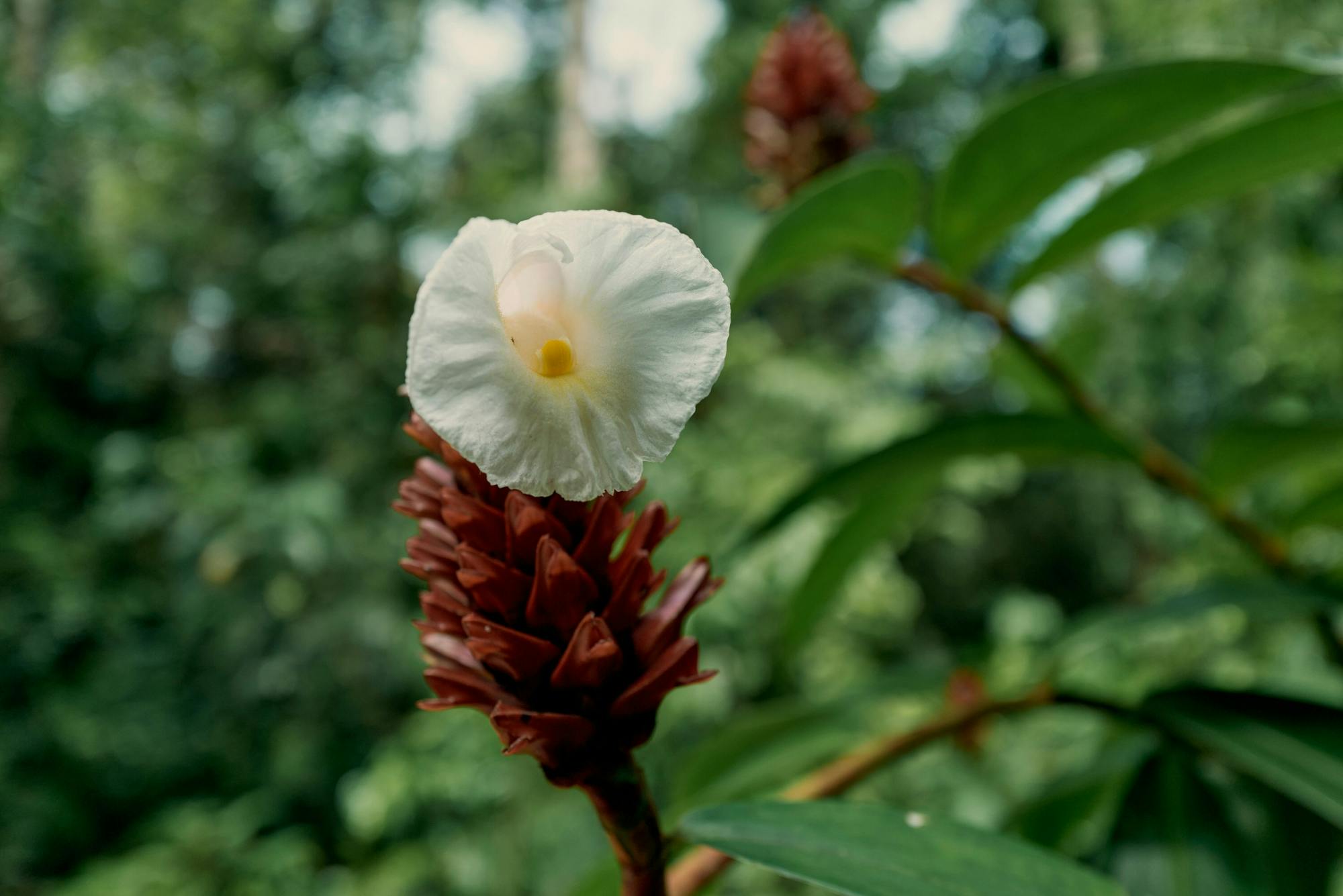 Ton Phrai Waterfall and Samet Nangshi Skywalk tour from Khao Lak