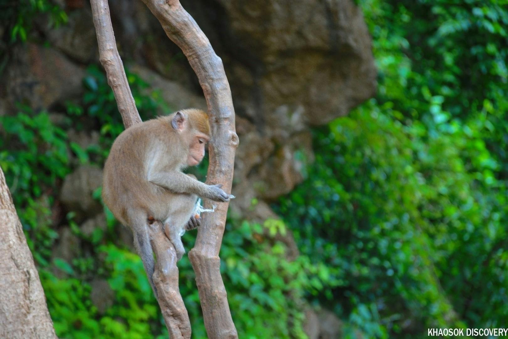 Full-day Khao Sok adventure tour from Khao Lak with raft ride