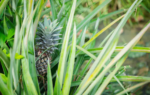 Half day countryside cycling from Phuket