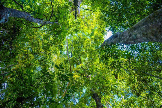 Half-day Kapong bike ride from Khao Lak