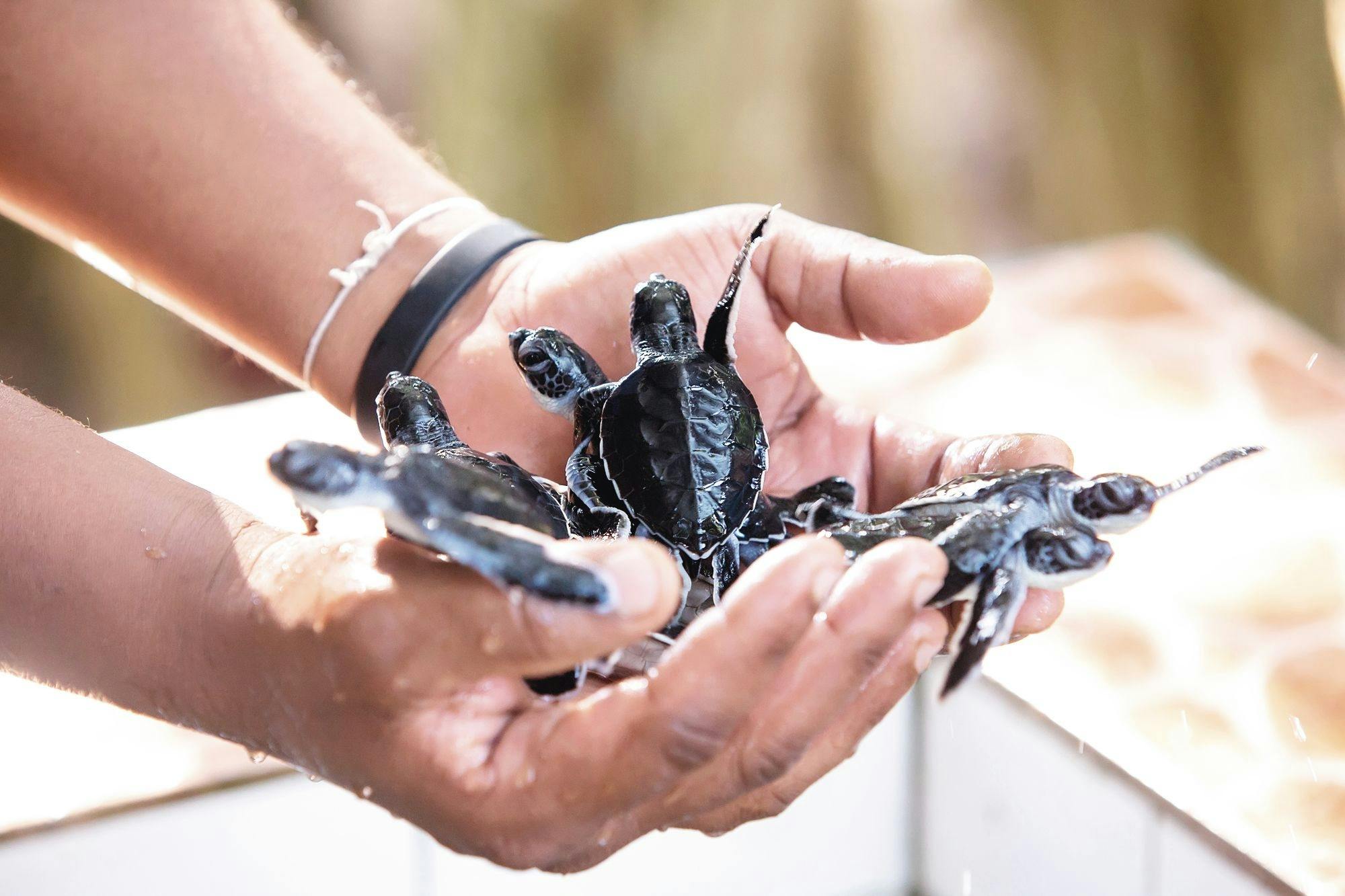 Cycling and rafting tour with Thai cooking class from Khao Lak