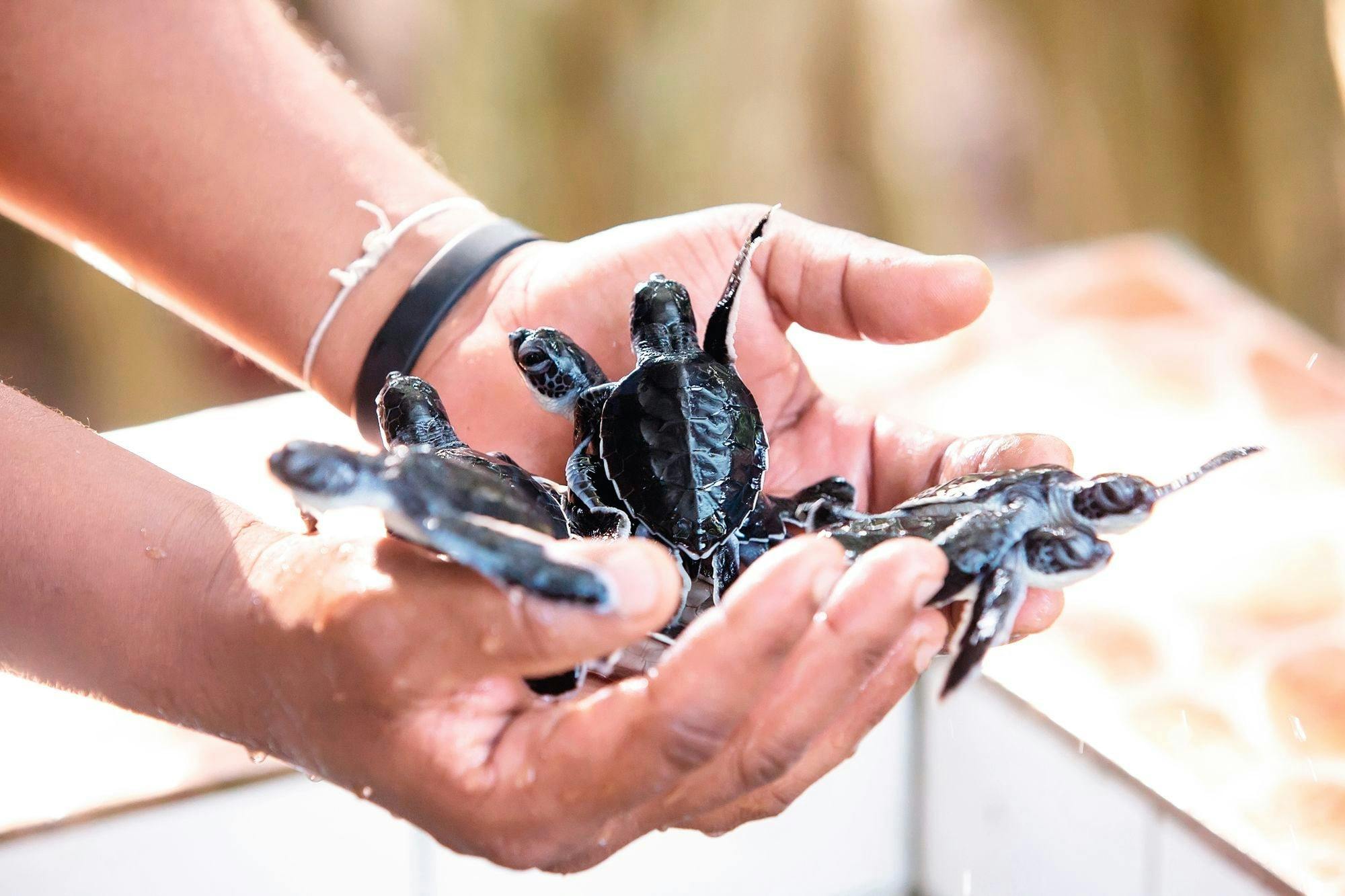 Cycling and rafting tour with Thai cooking class from Khao Lak