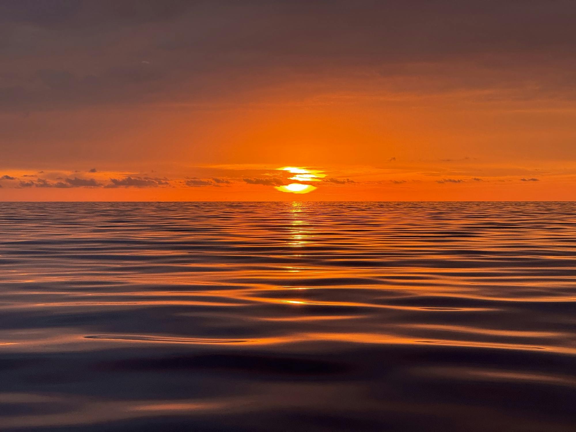 Gran Canaria dolphin watching sunset experience