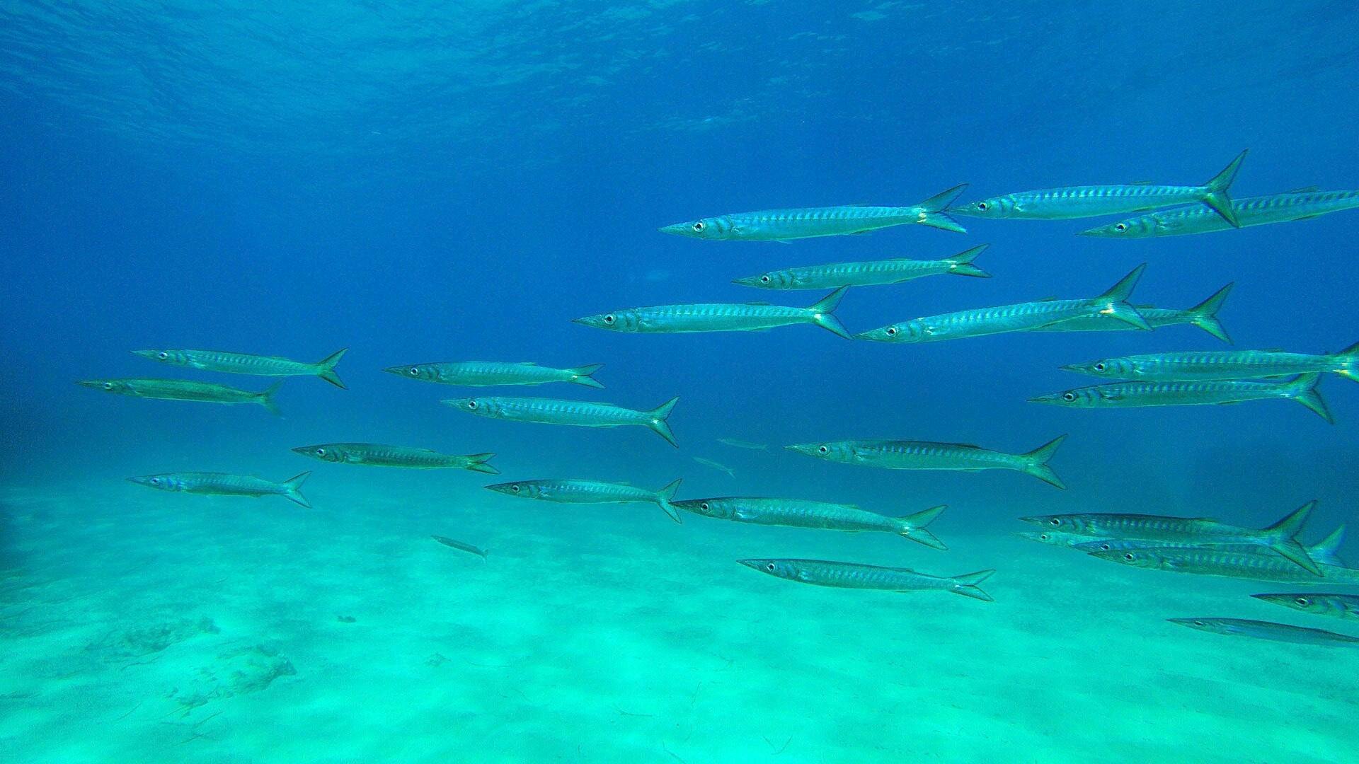 Boat tours with Pachira from Fornells without transfer