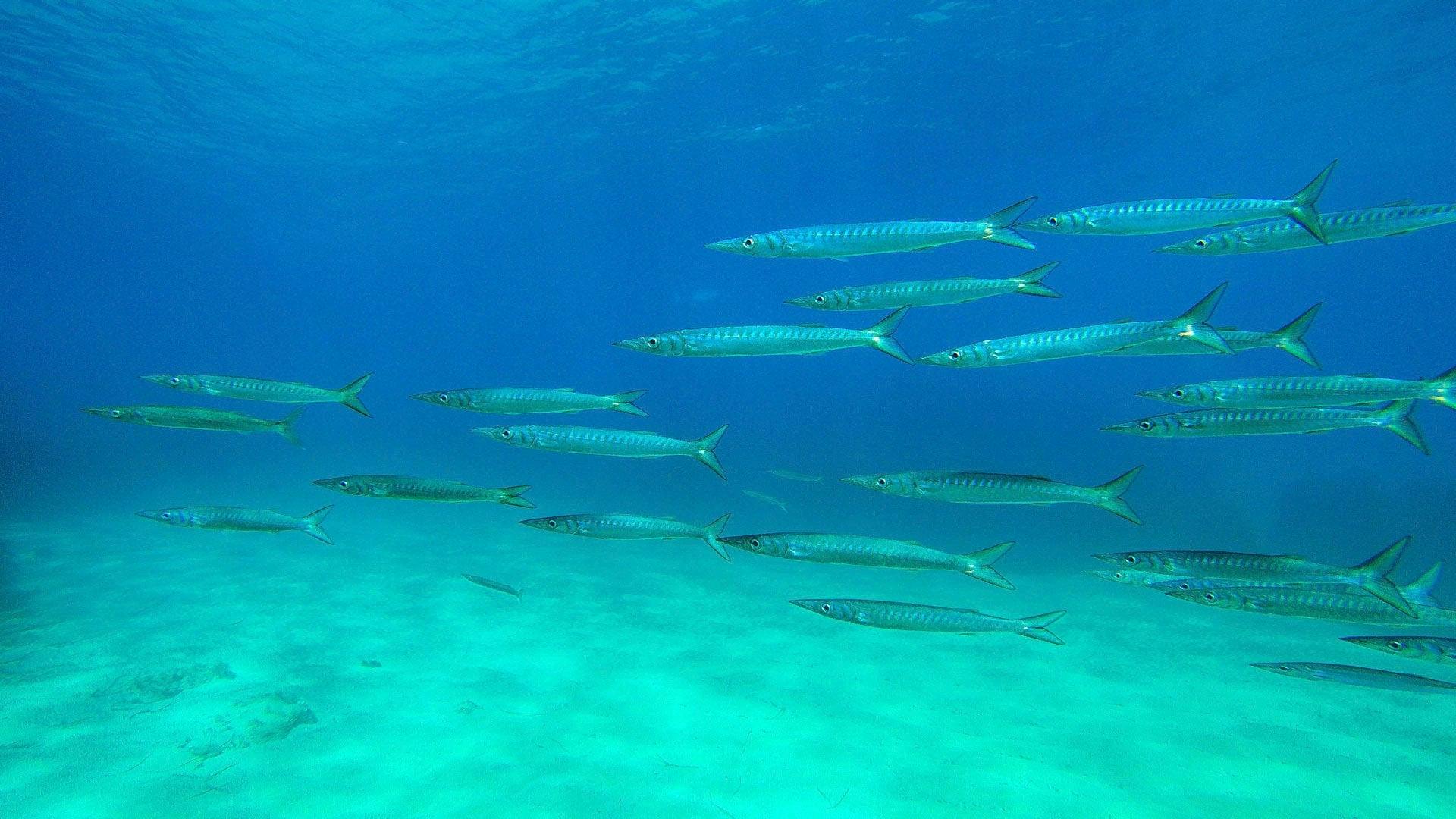 Boat tours with Pachira from Fornells without transfer