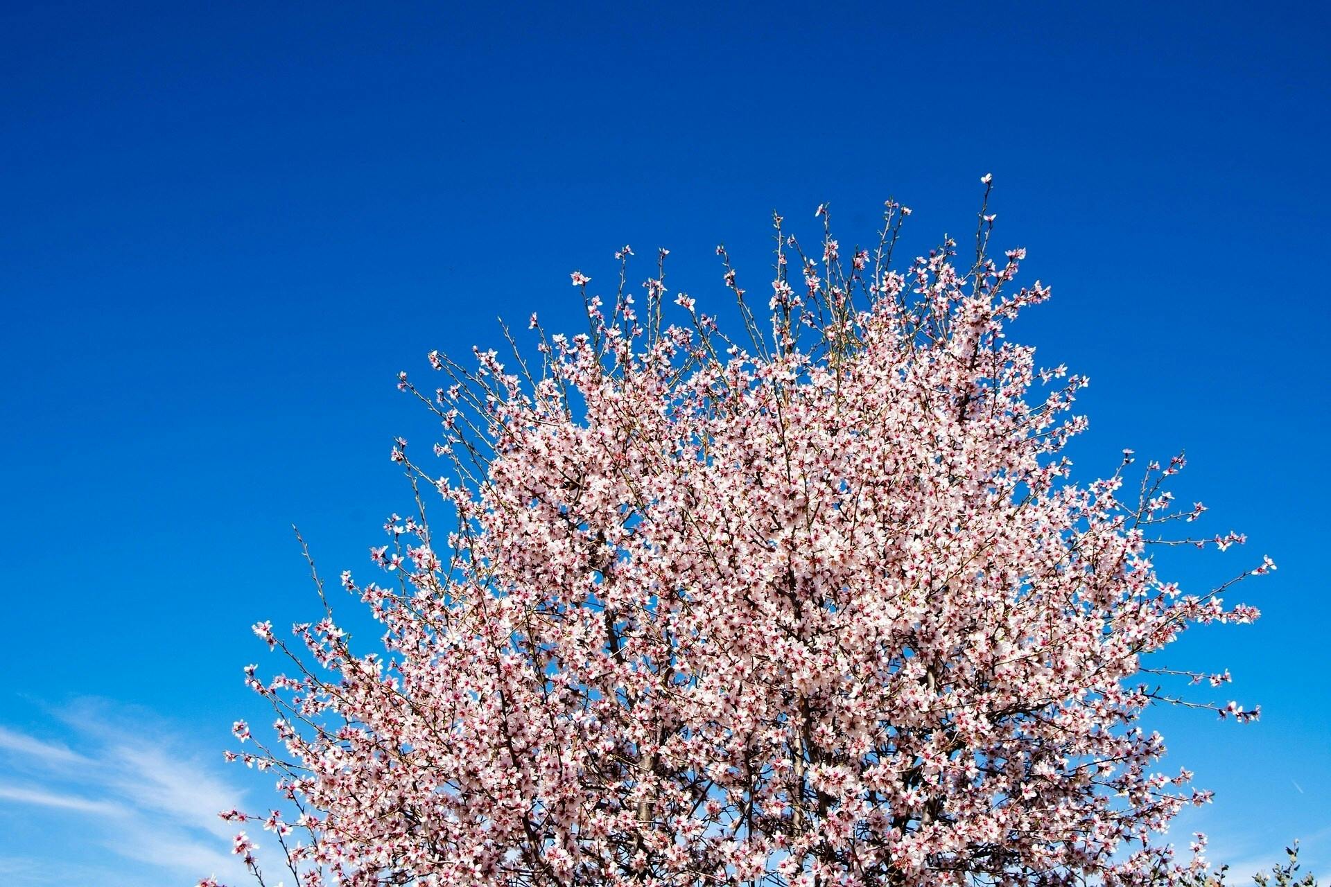 Almond blossom hiking tour in Tenerife with transfer