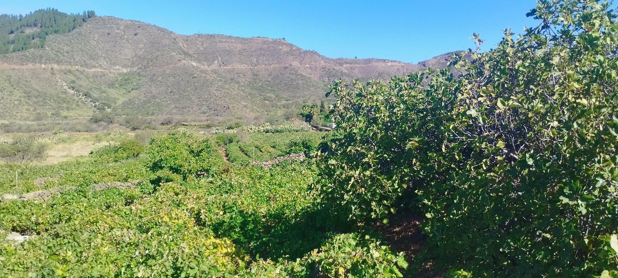 Almond blossom hiking tour in Tenerife with transfer