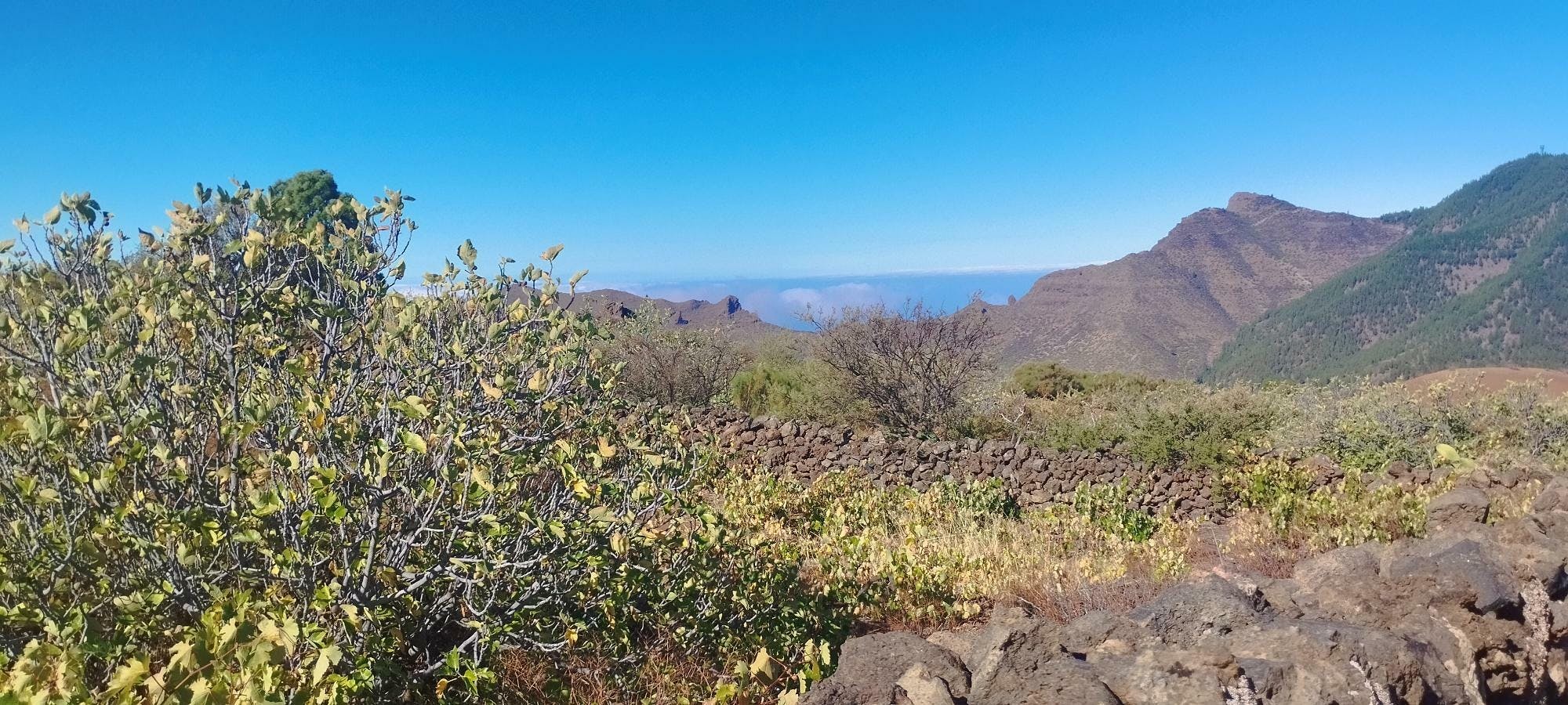 Almond blossom hiking tour in Tenerife with transfer