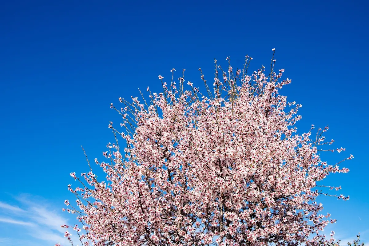 Almond blossom hiking tour in Tenerife with transfer