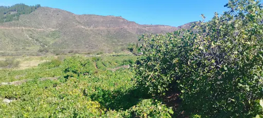 Almond blossom hiking tour in Tenerife with transfer