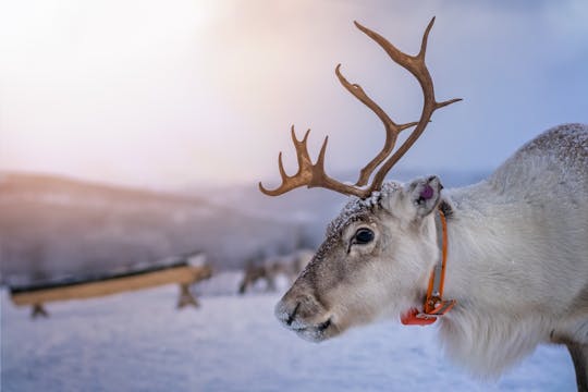 Reindeer sleigh ride with lunch included