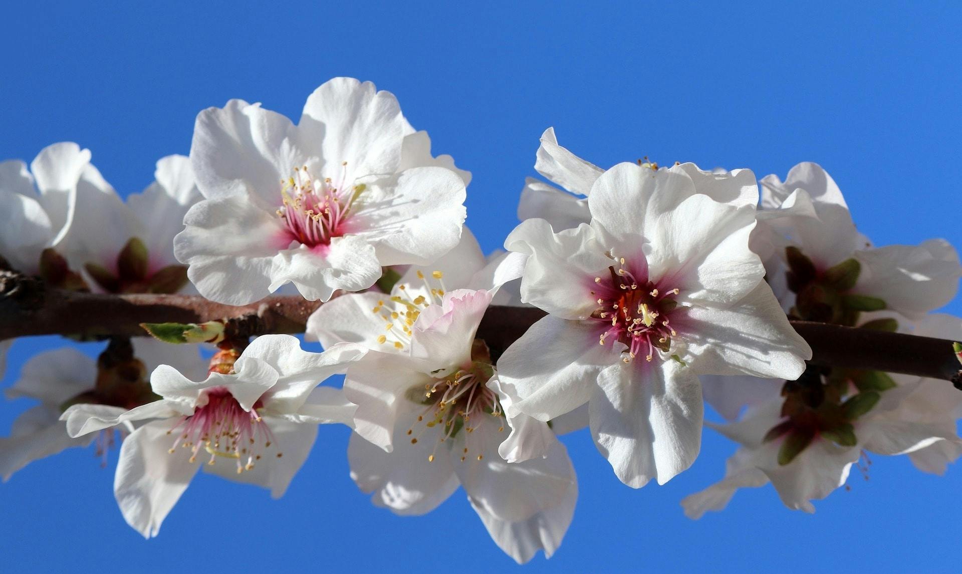 Almond blossom hiking tour in Tenerife with transfer