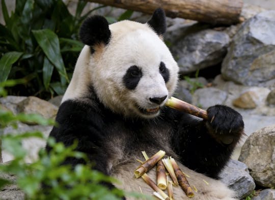 Private Führung zum Himmelstempel, zum Panda-Haus und zum Sommerpalast