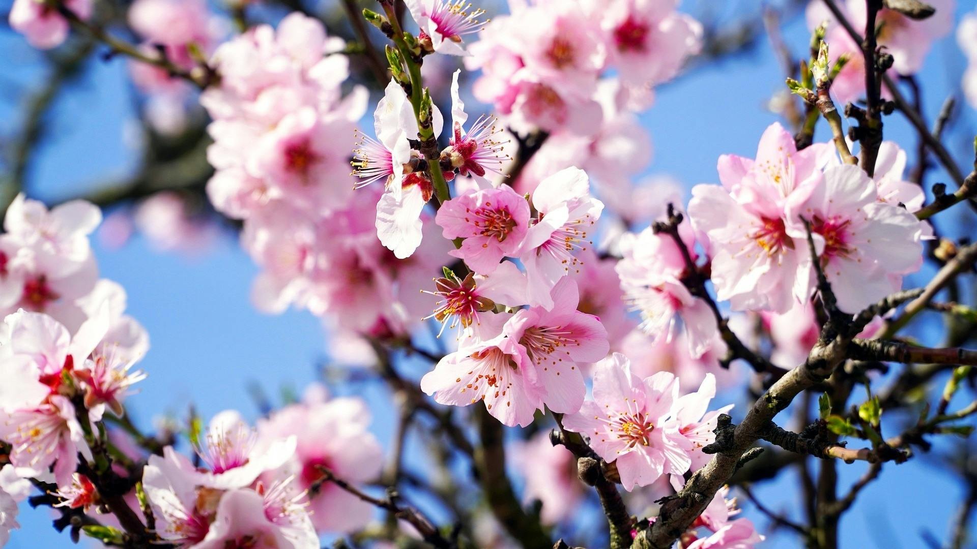 Almond blossom hiking tour in Tenerife with transfer