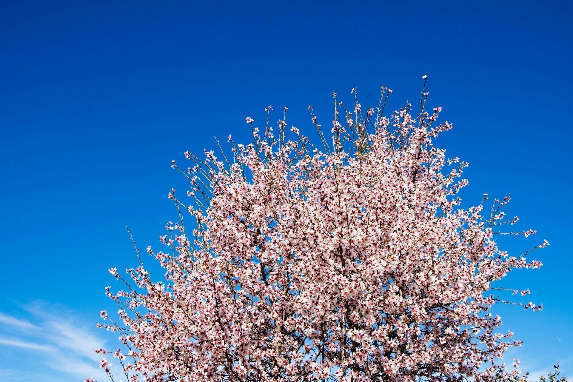 Almond blossom hiking tour in Tenerife with transfer