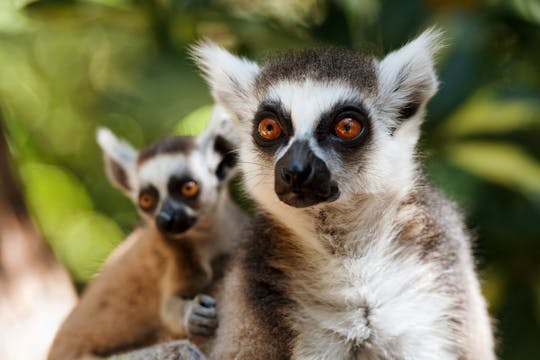 Oasis Wildlife Fuerteventura ticket and visit to the lemurs