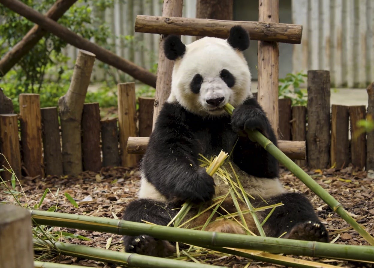 Prywatna jednodniowa wycieczka do bazy Panda i najważniejszych atrakcji miasta w Chengdu