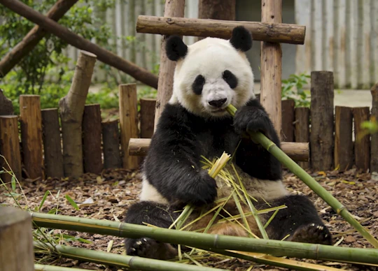 Panda Base and city highlights private day tour in Chengdu