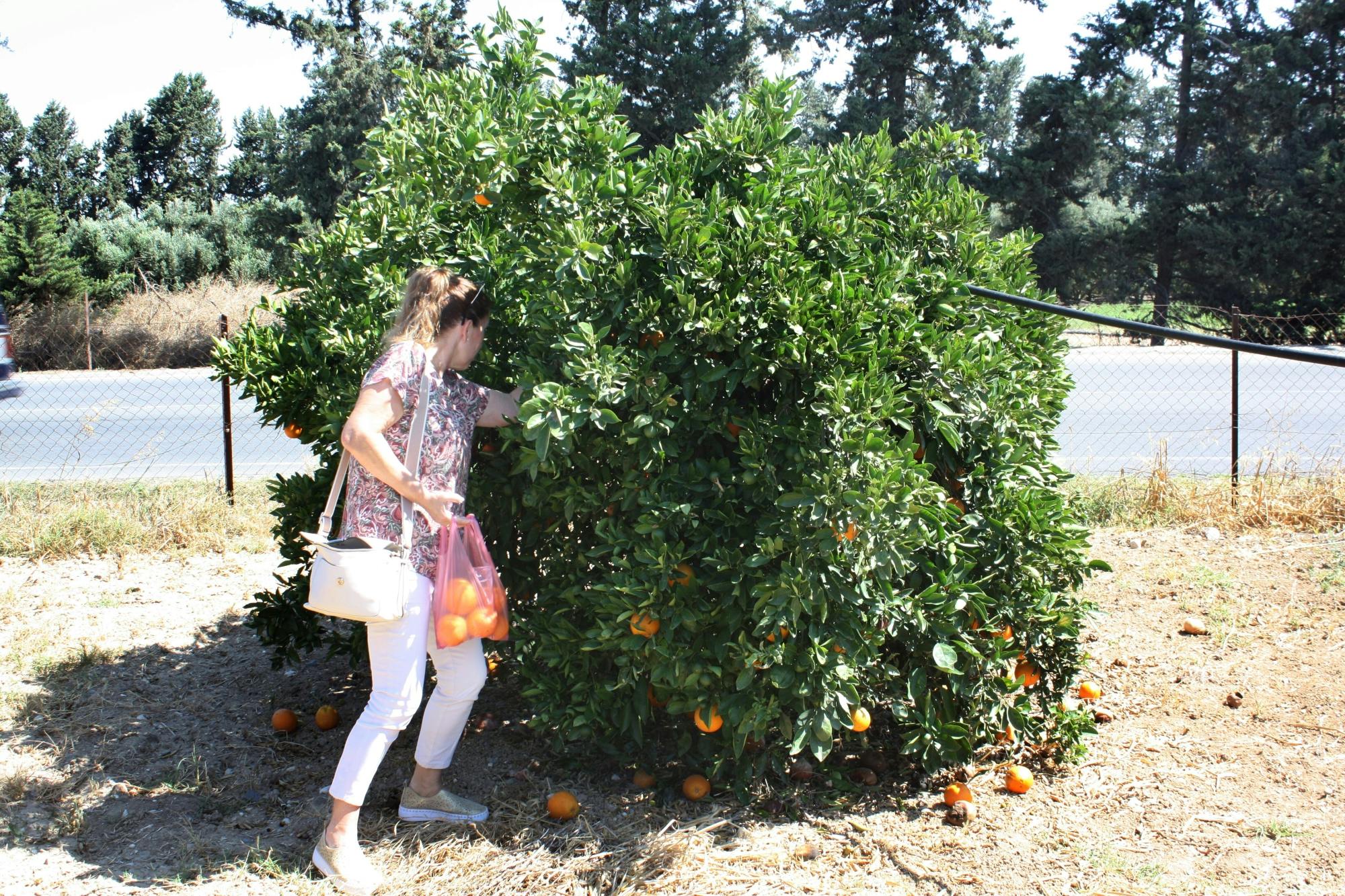 Caledonia Waterfalls full-day tour with hike and lunch