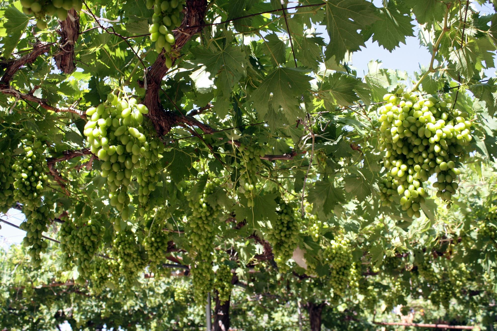 Caledonia Waterfalls full-day tour with hike and lunch