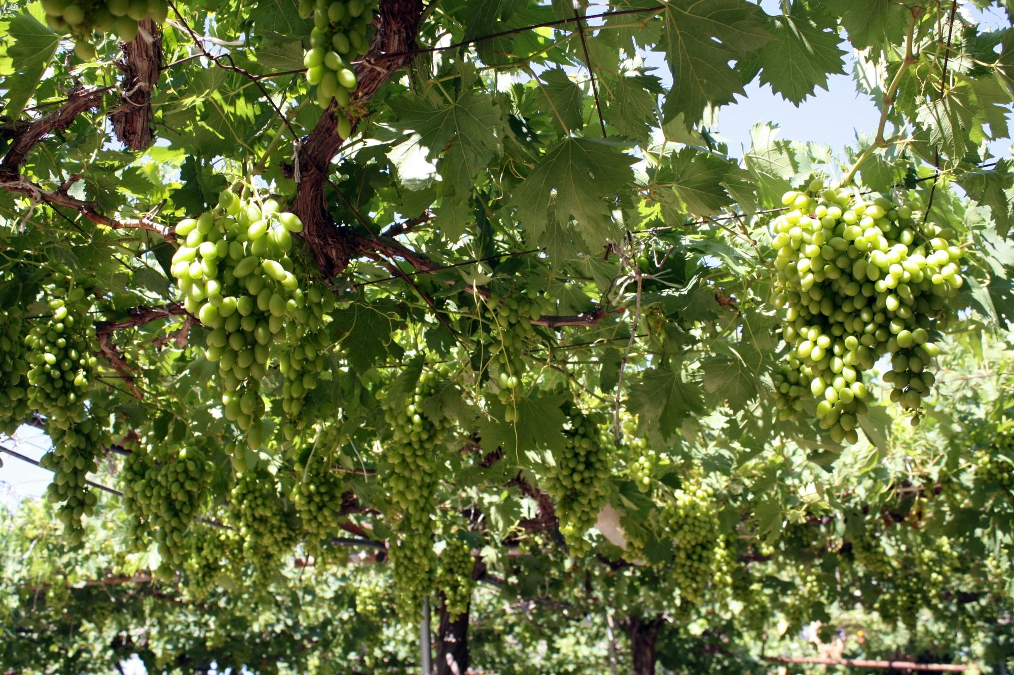 Caledonia Waterfalls full-day tour with hike and lunch