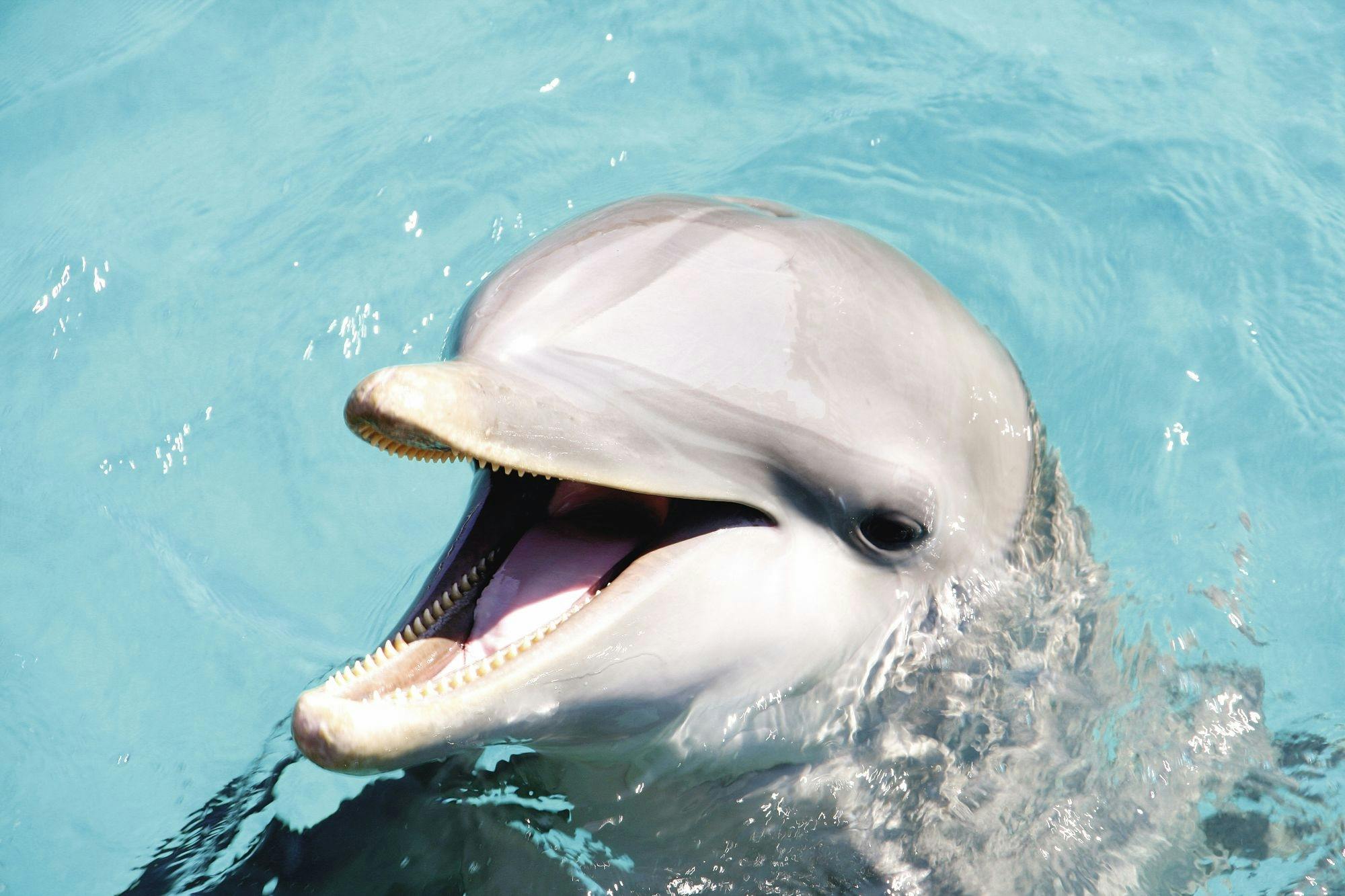 Xel-Ha Light Park ticket with transfer